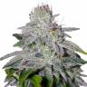 качественные семена конопли Franco's Lemon Cheese feminised Green House Seeds