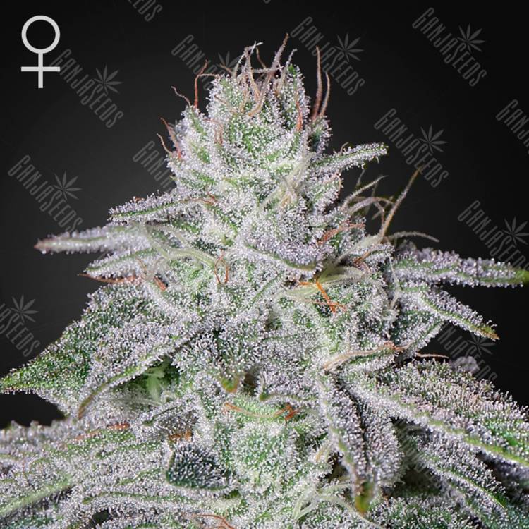 купить семена конопли Franco's Lemon Cheese feminised Green House Seeds