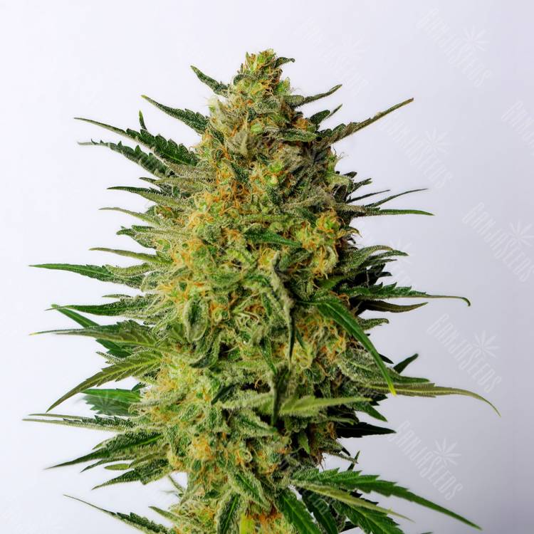 урожайные семена конопли Super AK feminised Kannabia Seeds