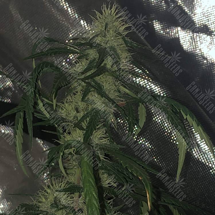 семена конопли Papaya regular Nirvana Seeds семена конопли Papaya regular Nirvana Seeds