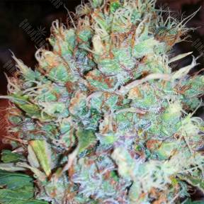 Auto Royal AK feminised Royal Queen