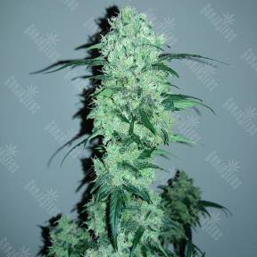 Auto Crystal Candy feminised Sweet Seeds