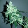 семена конопли индика Auto Crystal Candy feminised Sweet Seeds