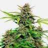 Семена марихуаны Auto Snow Queen feminised Ganja Seeds