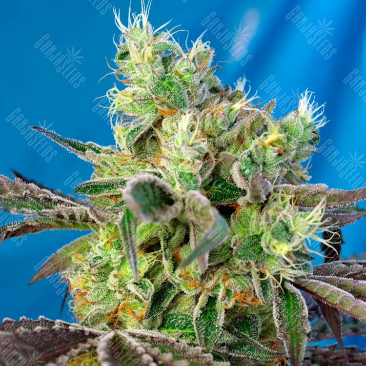 Семена конопли Do-Sweet-Dos feminised Ganja Seeds купить