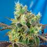 Семена конопли Do-Sweet-Dos feminised Ganja Seeds купить