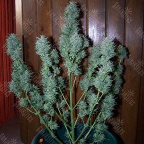 Auto White Dwarf regular Ganja Seeds