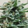 Hindu Kush x White Russian feminised Ganja Seeds