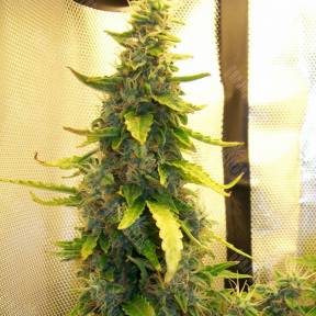 Auto Great White feminised Ganja Seeds