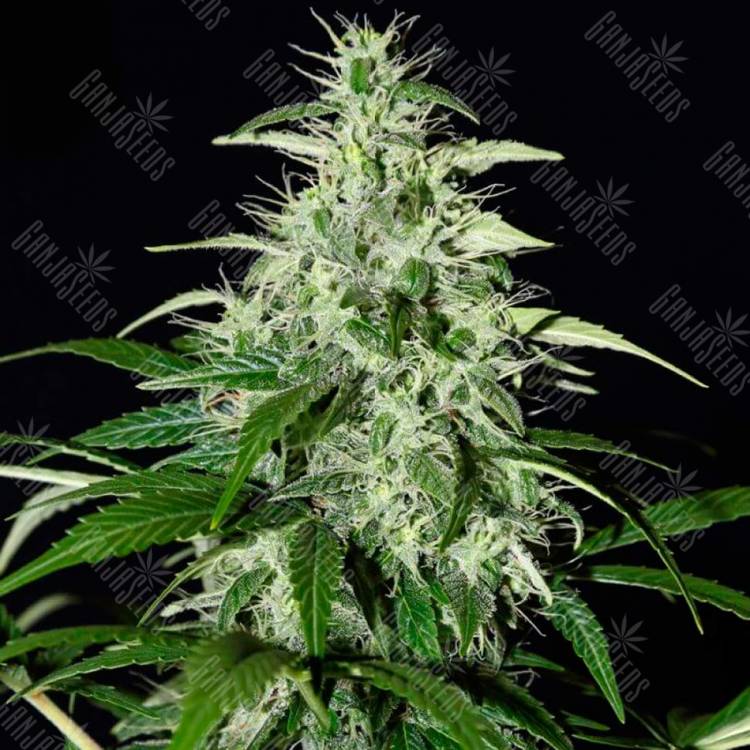 купить семена конопли Auto Kalashnikova feminised Green House Seeds