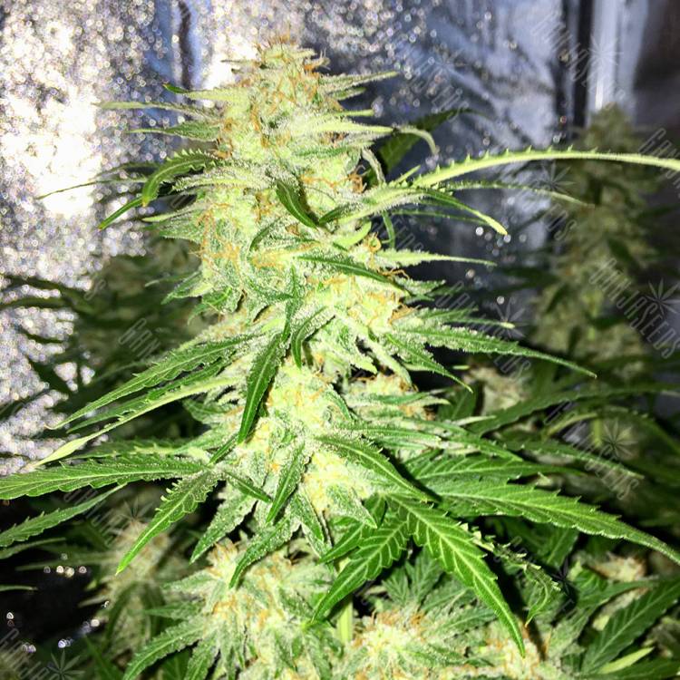 Auto Lemon Sativa feminised RuSeeds