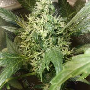 Irtysh feminised Bang Seeds