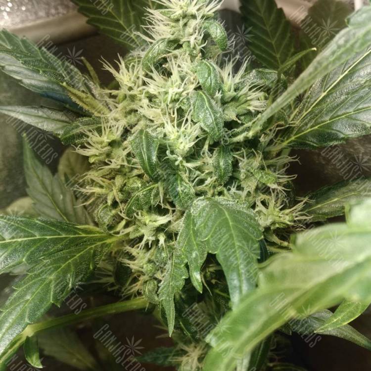 хорошие семена конопли Irtysh feminised Bang Seeds