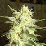 семена конопли Россия G13 Haze feminised Barneys Farm