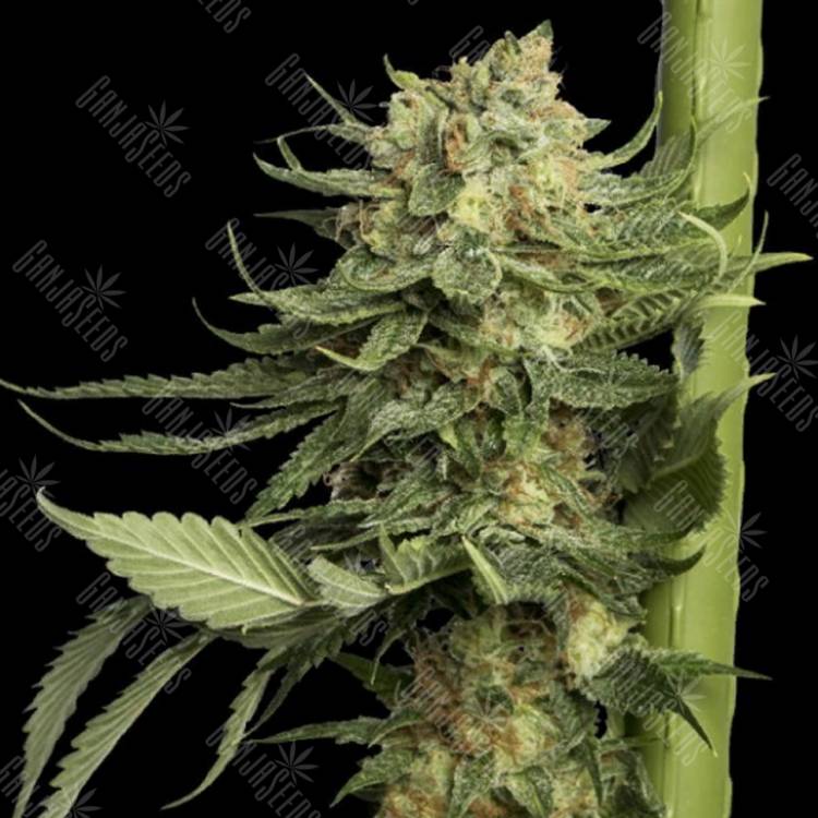 семена конопли f1 в оригинальной упаковке Kosher Tangie (24k Gold) feminised DNA Genetics семена конопли f1 в оригинальной упаковке Kosher Tangie (24k Gold) feminised DNA Genetics