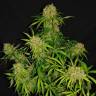 семена конопли аутдор White Widow x The Ultimate regular Dutch Passion Seeds