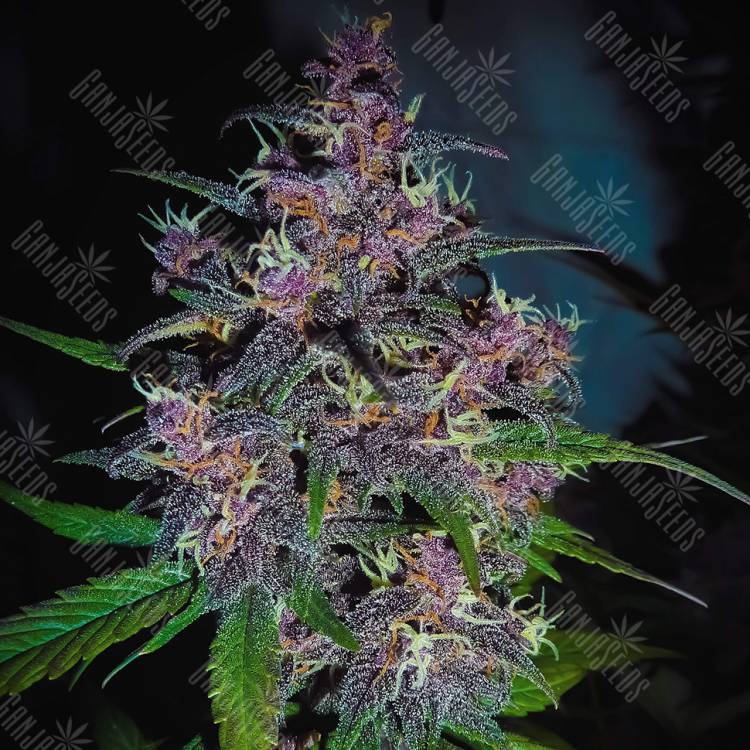 семена конопли для посадки купить Auto Devil Cream feminised Sweet Seeds
