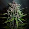 семена конопли для выращивания Auto Devil Cream feminised Sweet Seeds