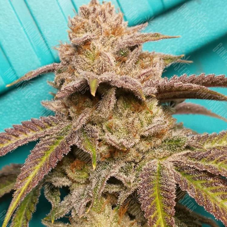 купить семена конопли с доставкой San Fernando Lemon Kush feminised