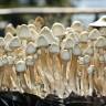 отпечатки псилоцибиновых грибов в России Albino A+ отпечатки псилоцибиновых грибов в России Albino A+
