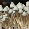 отпечатки псилоцибиновых грибов Москве Albino A+ отпечатки псилоцибиновых грибов Москве Albino A+