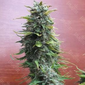 Top Skunk 44 feminised Ganja Seeds