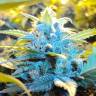 семена конопли курьером Auto Northern Lights feminised Green House Seeds семена конопли курьером Auto Northern Lights feminised Green House Seeds