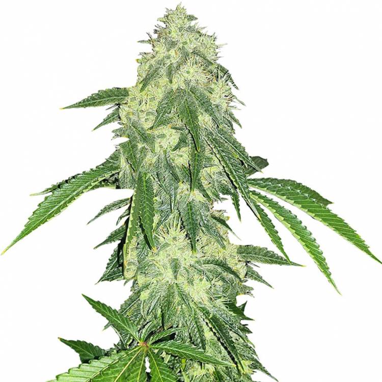 где можно заказать семена конопли Auto Northern Lights feminised Green House Seeds где можно заказать семена конопли Auto Northern Lights feminised Green House Seeds