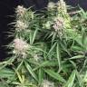 Auto Cinderella Jack feminised Dutch Passion Seeds