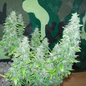 Auto Great White regular Ganja Seeds