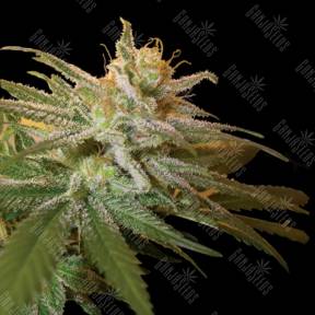 Kushberry feminised DNA Genetics