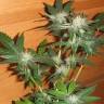 купить семена конопли Sweet Valley Kush feminised Green House Seeds