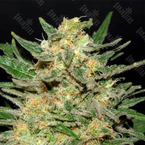 Thai Fantasy feminised Kannabia Seeds
