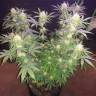 хорошие семена конопли Raspberrry Cough regular Nirvana Seeds