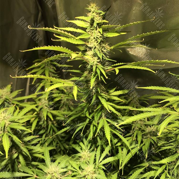 урожайные семена конопли Auto Royal Cookies feminised Royal Queen