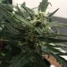 семена конопли гидропоники Auto Fast Bud feminised Sweet Seeds