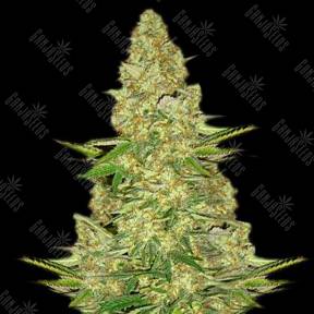 Power Vip feminised VIP Seeds