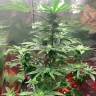 Автоцветущие сорта конопли Auto Royal AK feminised Ganja Seeds