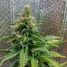 Недорогие семена конопли Auto Royal AK feminised Ganja Seeds