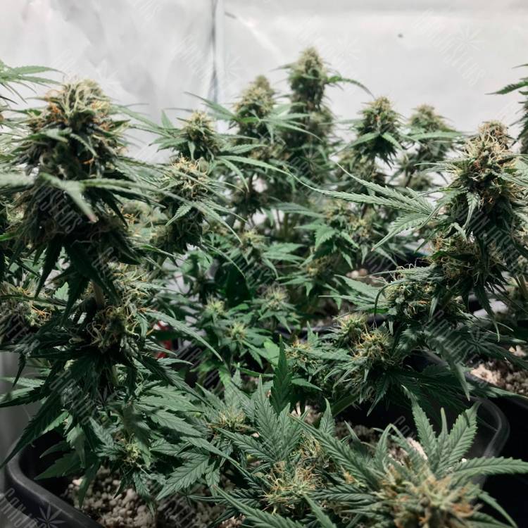 Семена марихуаны Auto Royal AK feminised Ganja Seeds