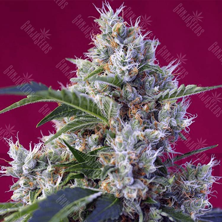 Семена марихуаны Indigo Berry Kush feminised Ganja Seeds купить