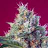 Семена марихуаны Indigo Berry Kush feminised Ganja Seeds заказать