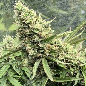 Auto Bubble Gum feminised Ganja Seeds