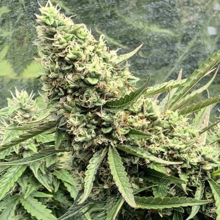 Auto Bubble Gum feminised Ganja Seeds