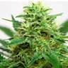 заказ семян конопли Somango feminised