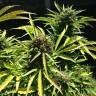заказать качественные семена конопли Somango feminised