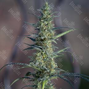 White Widow x Jack Herer feminised Ganja Seeds