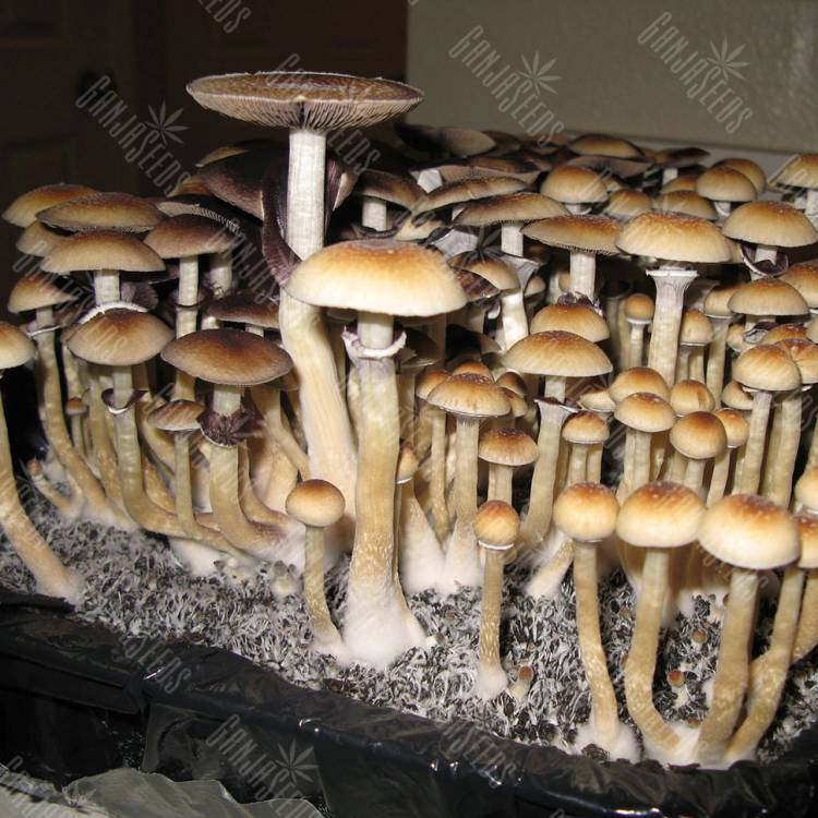 мицелии Amazonian мицелии Amazonian