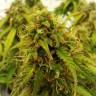семена конопли курьером Auto Jet 47 feminised