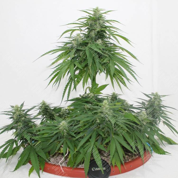 семена конопли недорого Top Skunk 44 x AK 47 feminised
